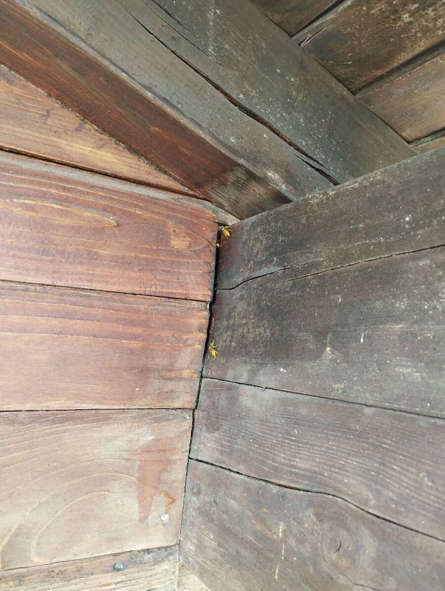 Bienen umsiedeln &  Bienennest entfernen -entfernen (1228).jpeg