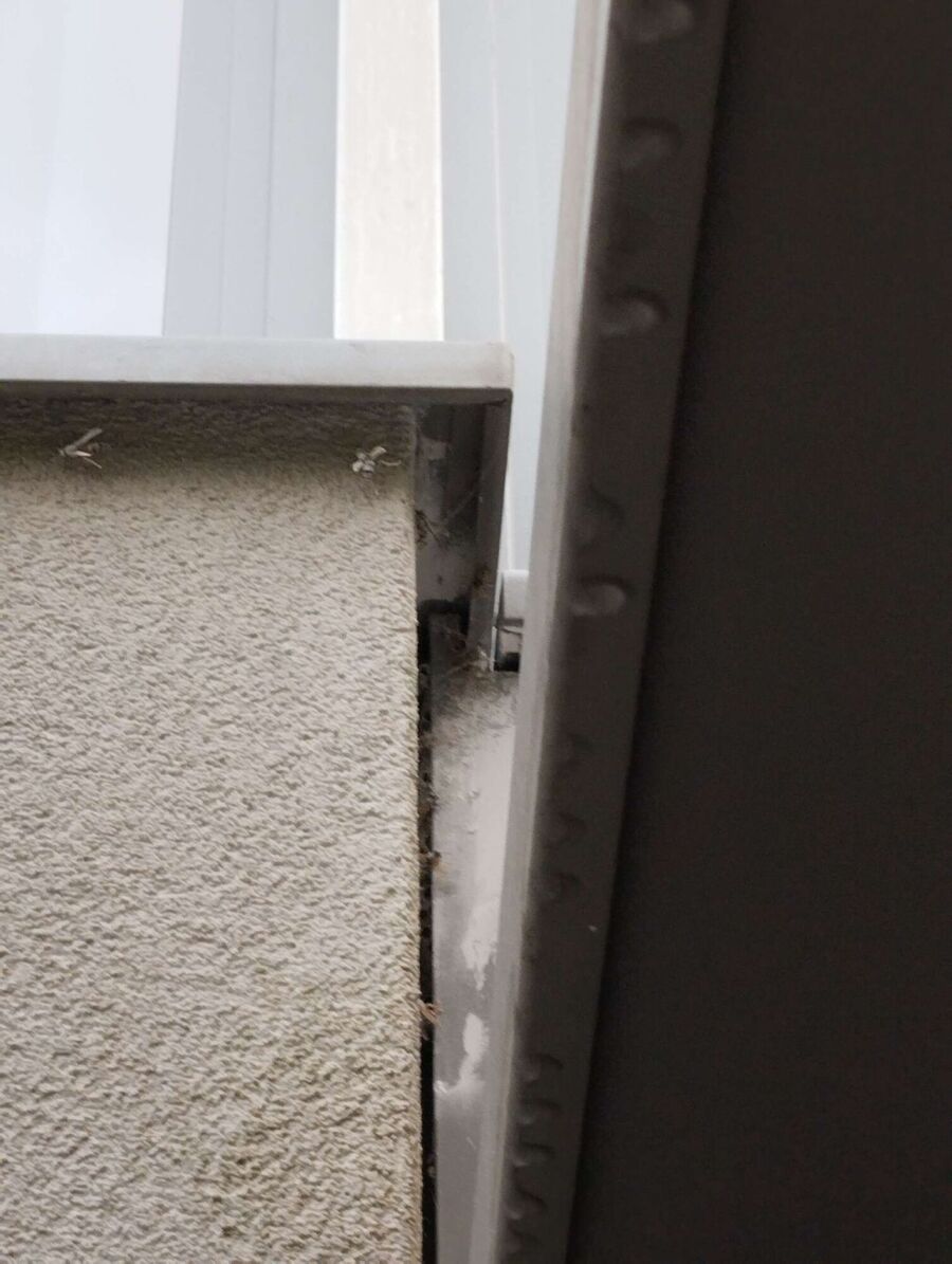 Bienen umsiedeln &  Bienennest entfernen 