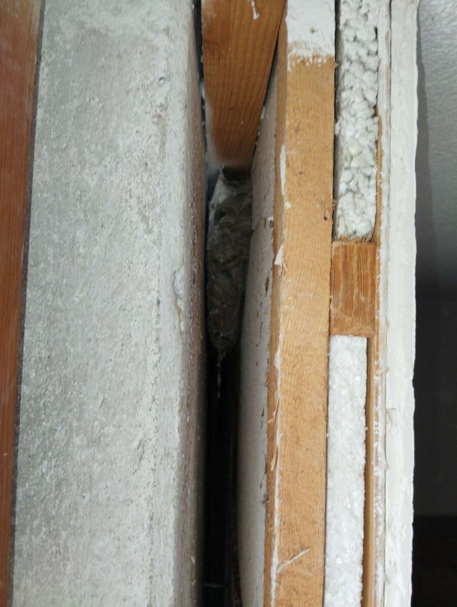  Bienennest entfernen