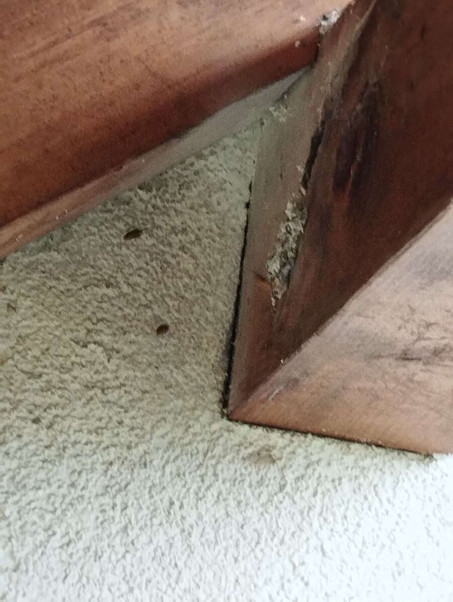 Bienen umsiedeln &  Bienennest entfernen 