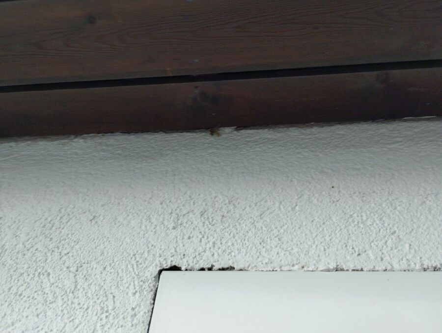  Bienennest entfernen.jpeg