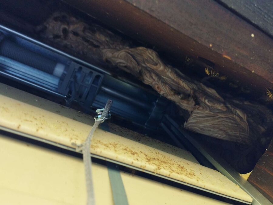 Bienen umsiedeln &  Bienennest entfernen 