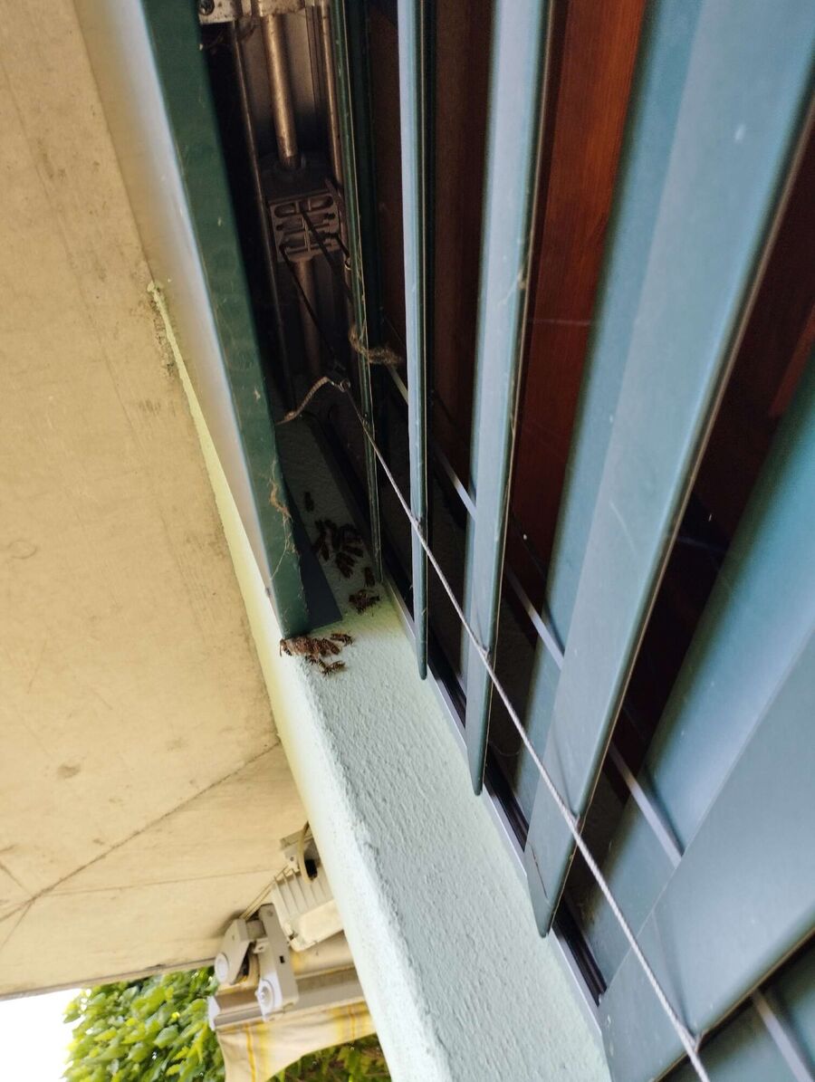  Bienennest entfernen