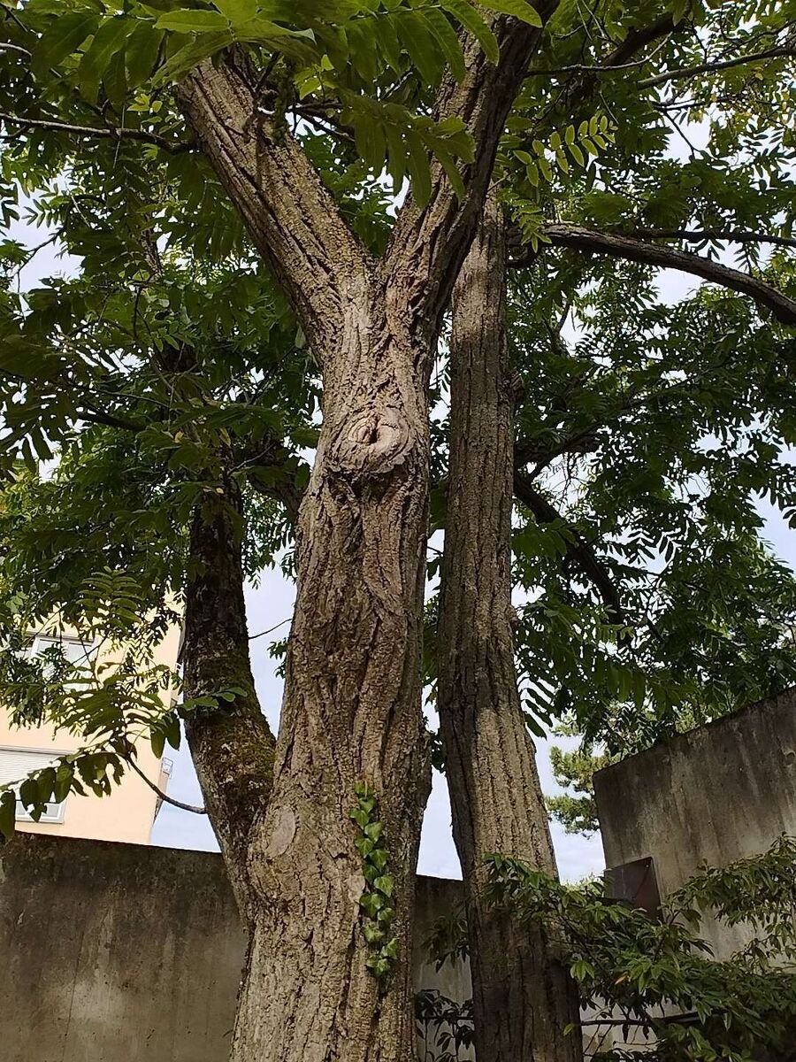 Bienen umsiedeln &  Bienennest entfernen 