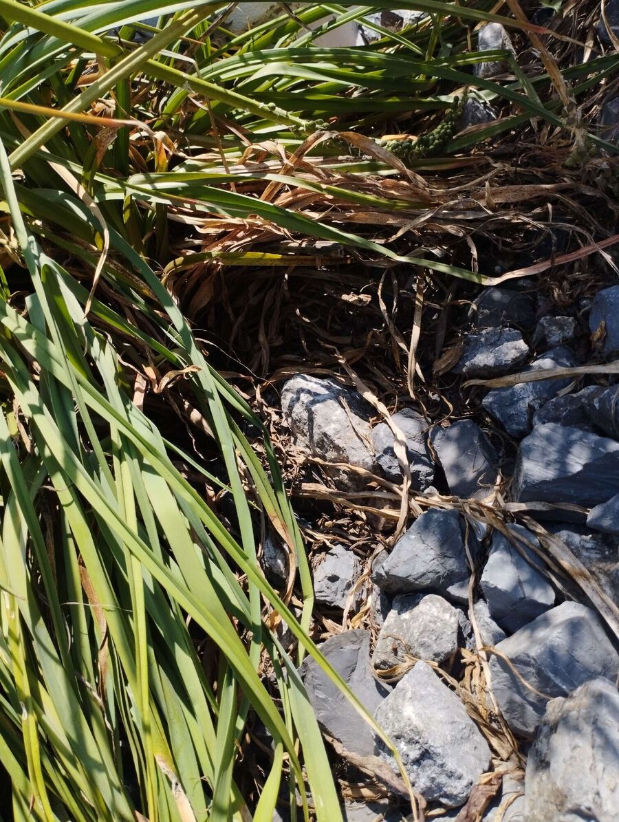 Bienen umsiedeln &  Bienennest entfernen 