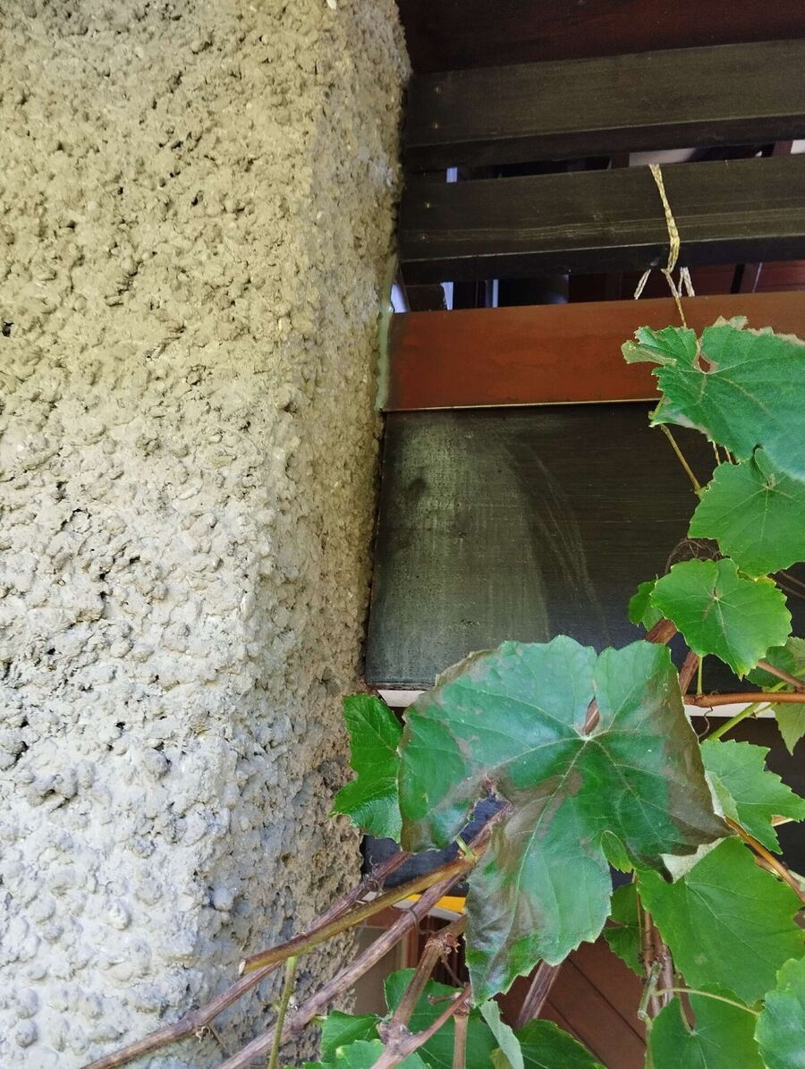 Bienen umsiedeln &  Bienennest entfernen 