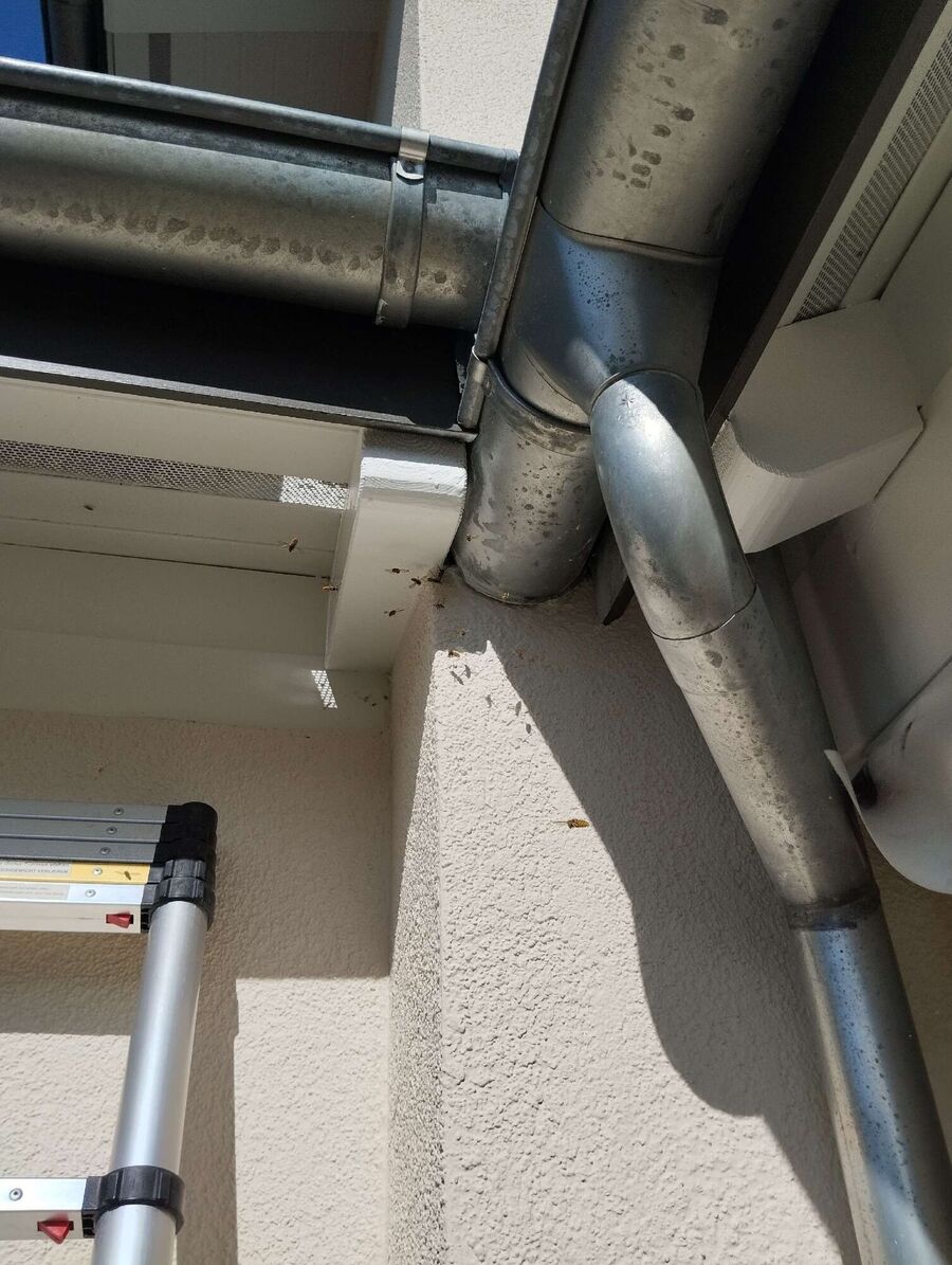 bienennest-am-haus-entfernen.jpg