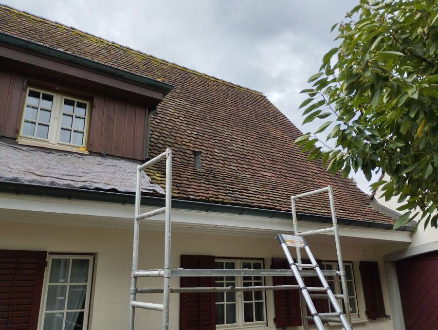  Bienennest entfernen