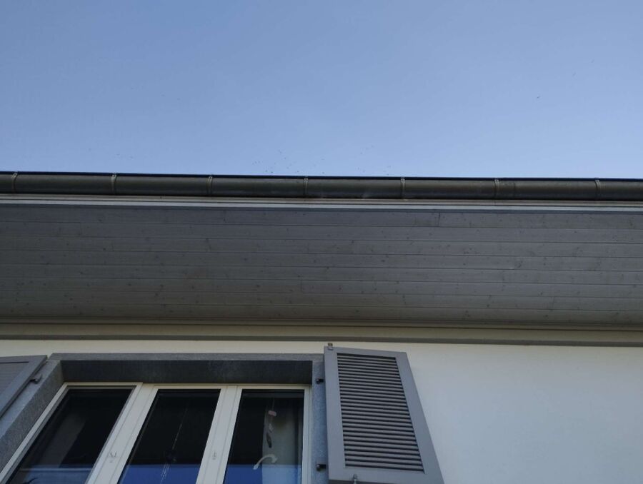  Bienennest entfernen.jpeg