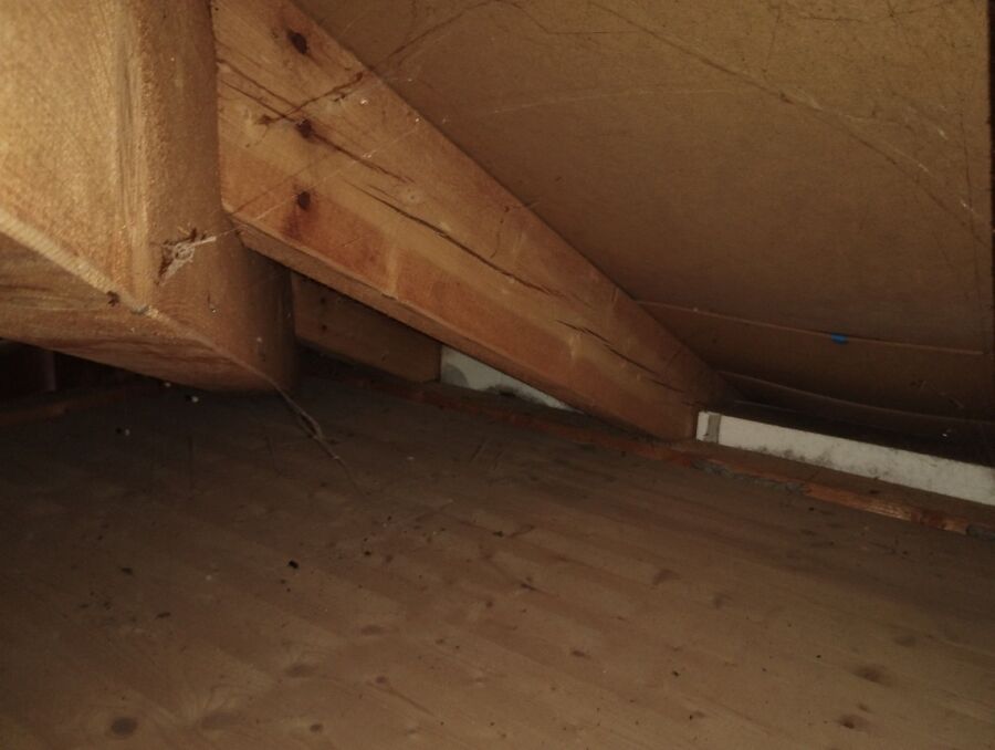  Bienennest entfernen