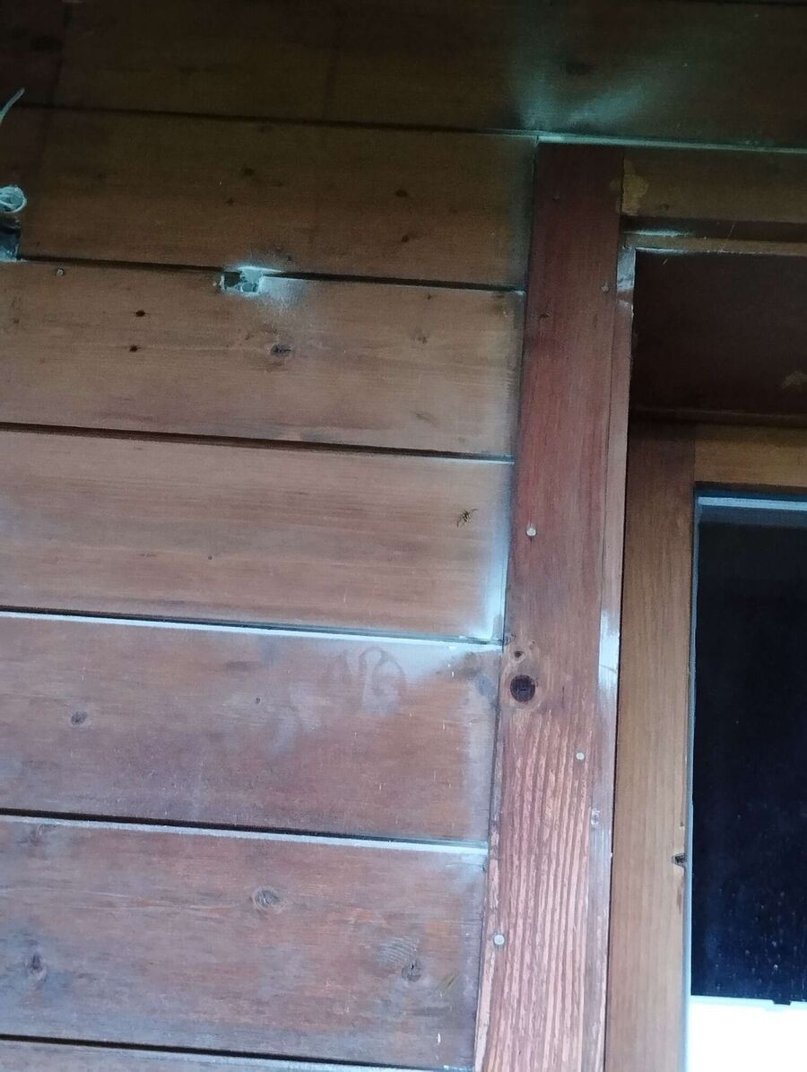  Bienennest entfernen.jpeg