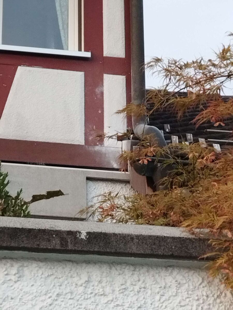  Bienennest entfernen