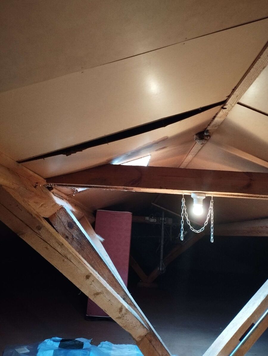 Bienen umsiedeln &  Bienennest entfernen 