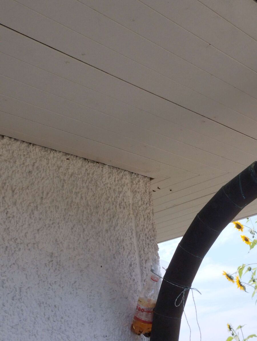 Bienen umsiedeln &  Bienennest entfernen 