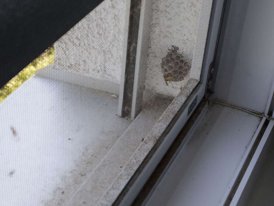  Bienennest entfernen.jpeg