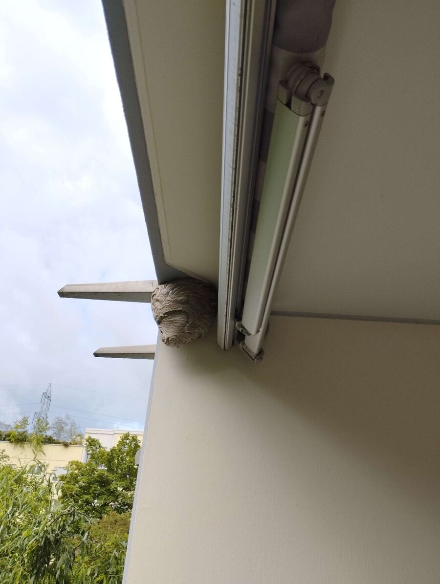 Bienen umsiedeln &  Bienennest entfernen 