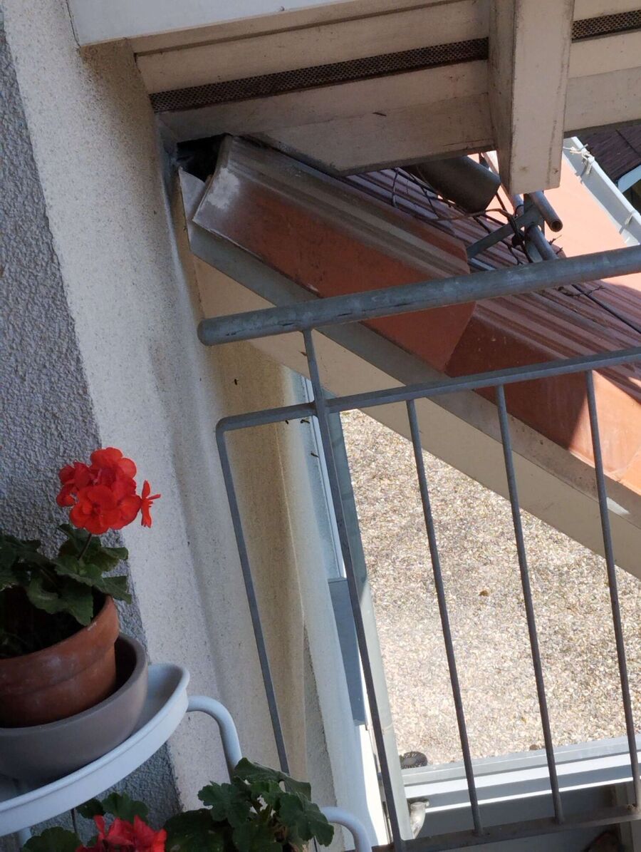  Bienennest entfernen