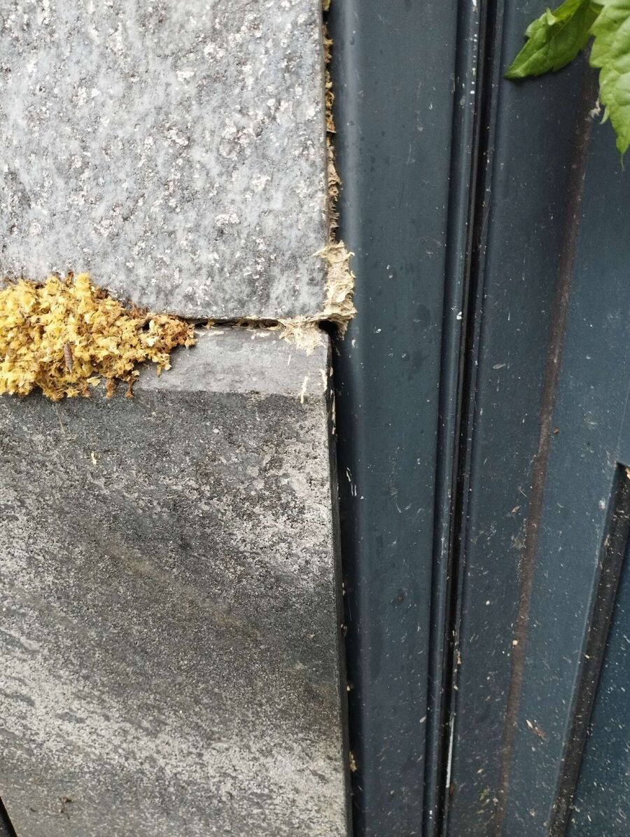 Bienen umsiedeln &  Bienennest entfernen 