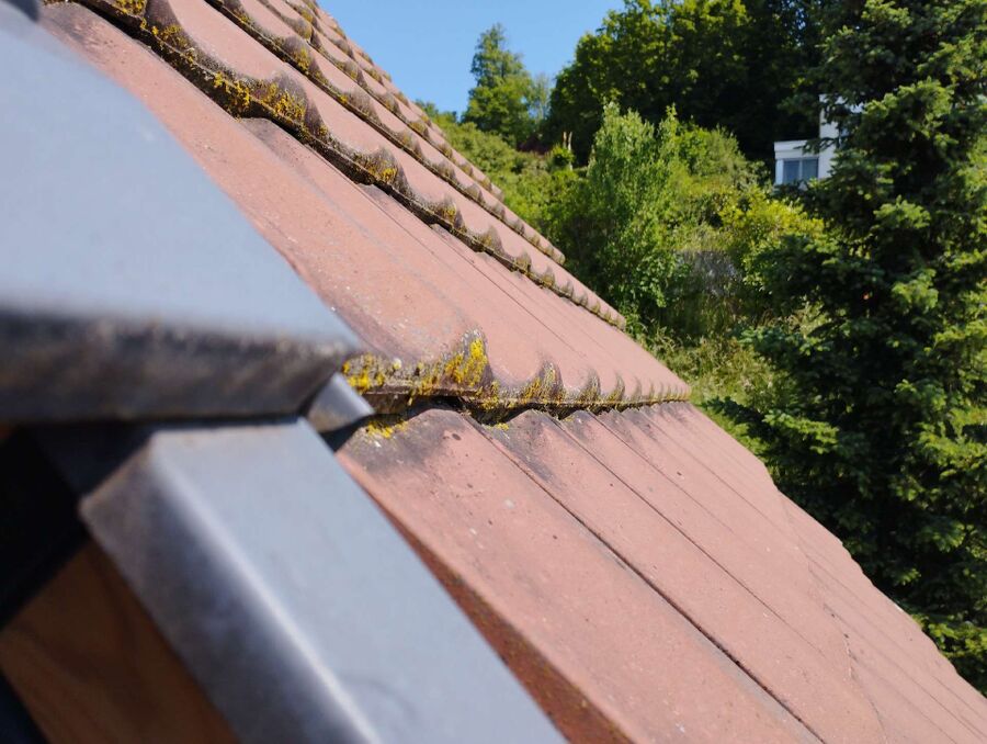  Bienennest entfernen