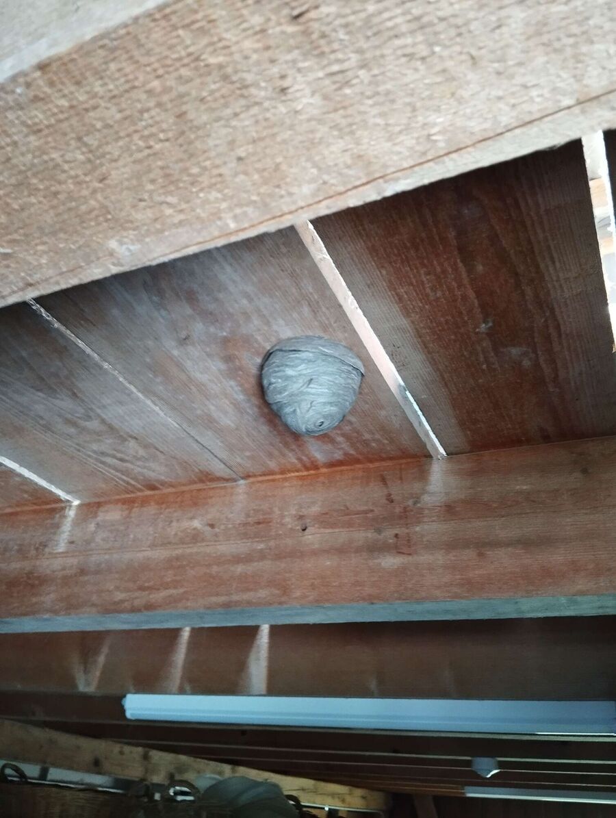  Bienennest entfernen