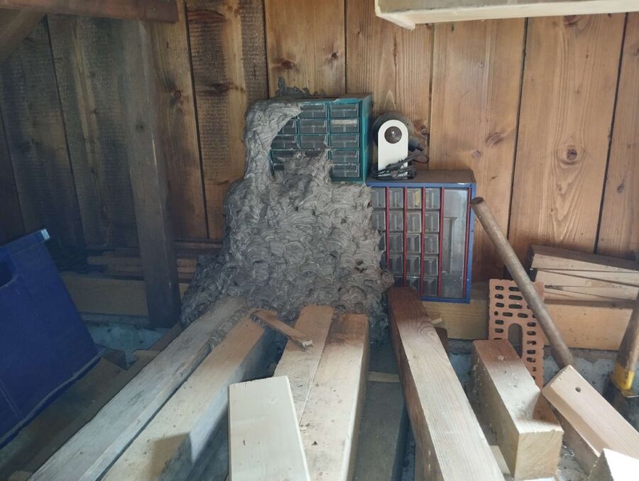 Bienen umsiedeln &  Bienennest entfernen 