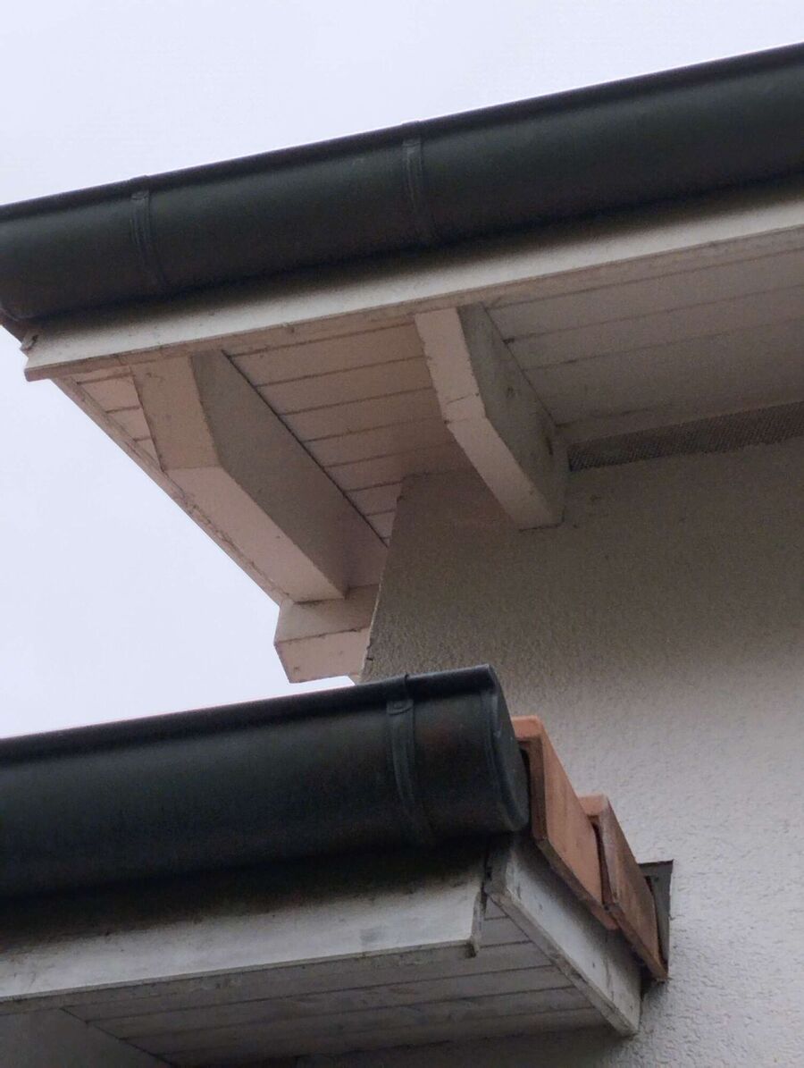 Bienen umsiedeln &  Bienennest entfernen 