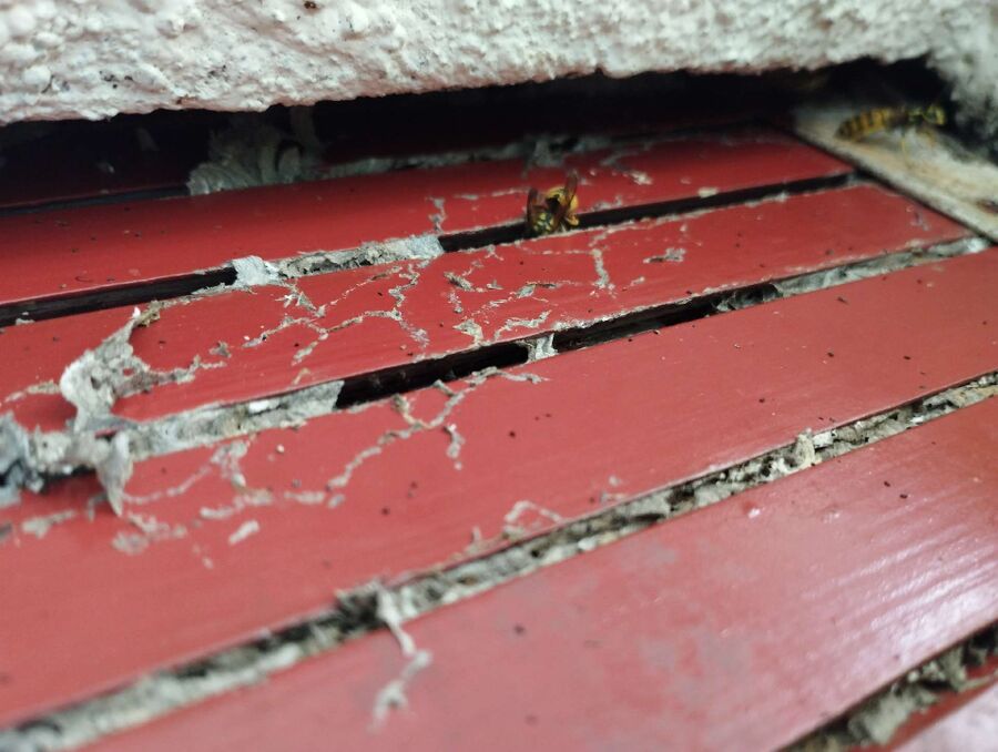  Bienennest entfernen