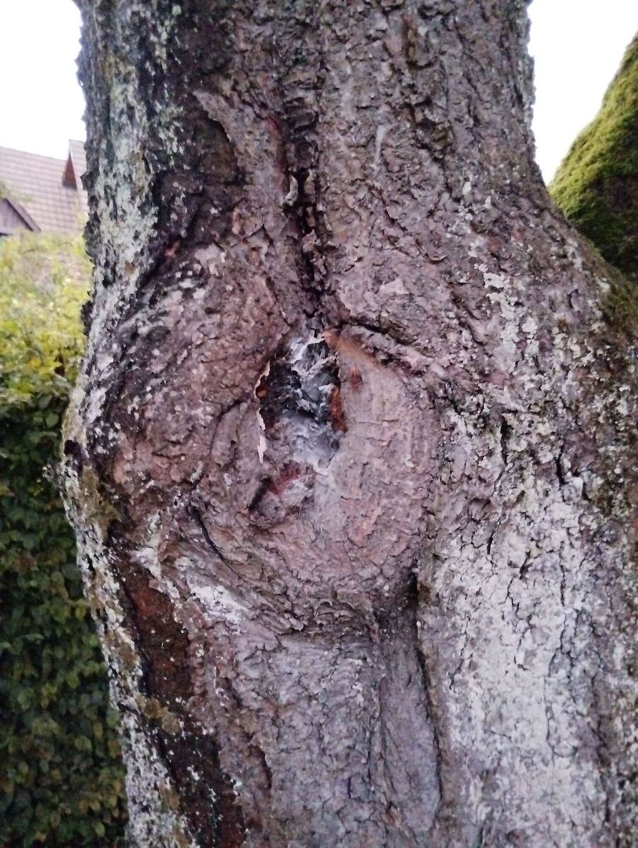  Bienennest entfernen