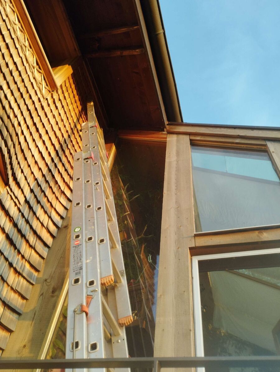 Bienen umsiedeln &  Bienennest entfernen 