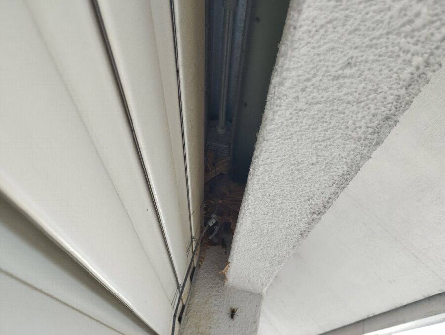 Bienen umsiedeln &  Bienennest entfernen 