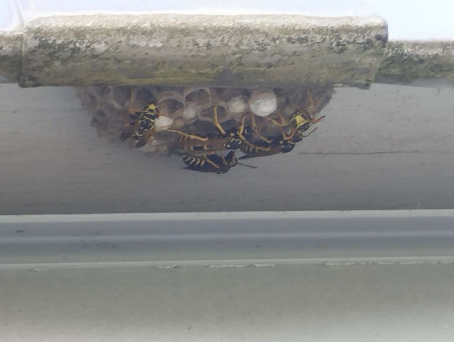 Bienen umsiedeln &  Bienennest entfernen 