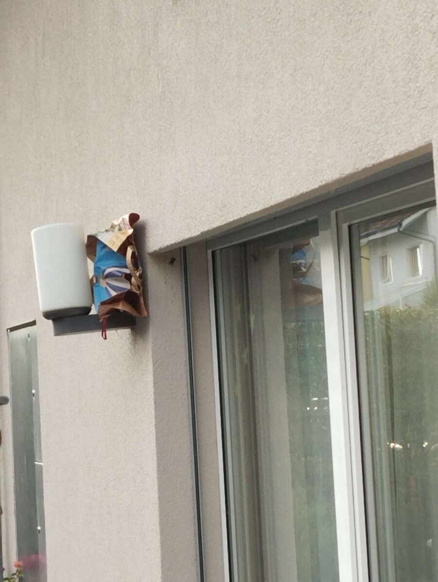 Bienen umsiedeln &  Bienennest entfernen 