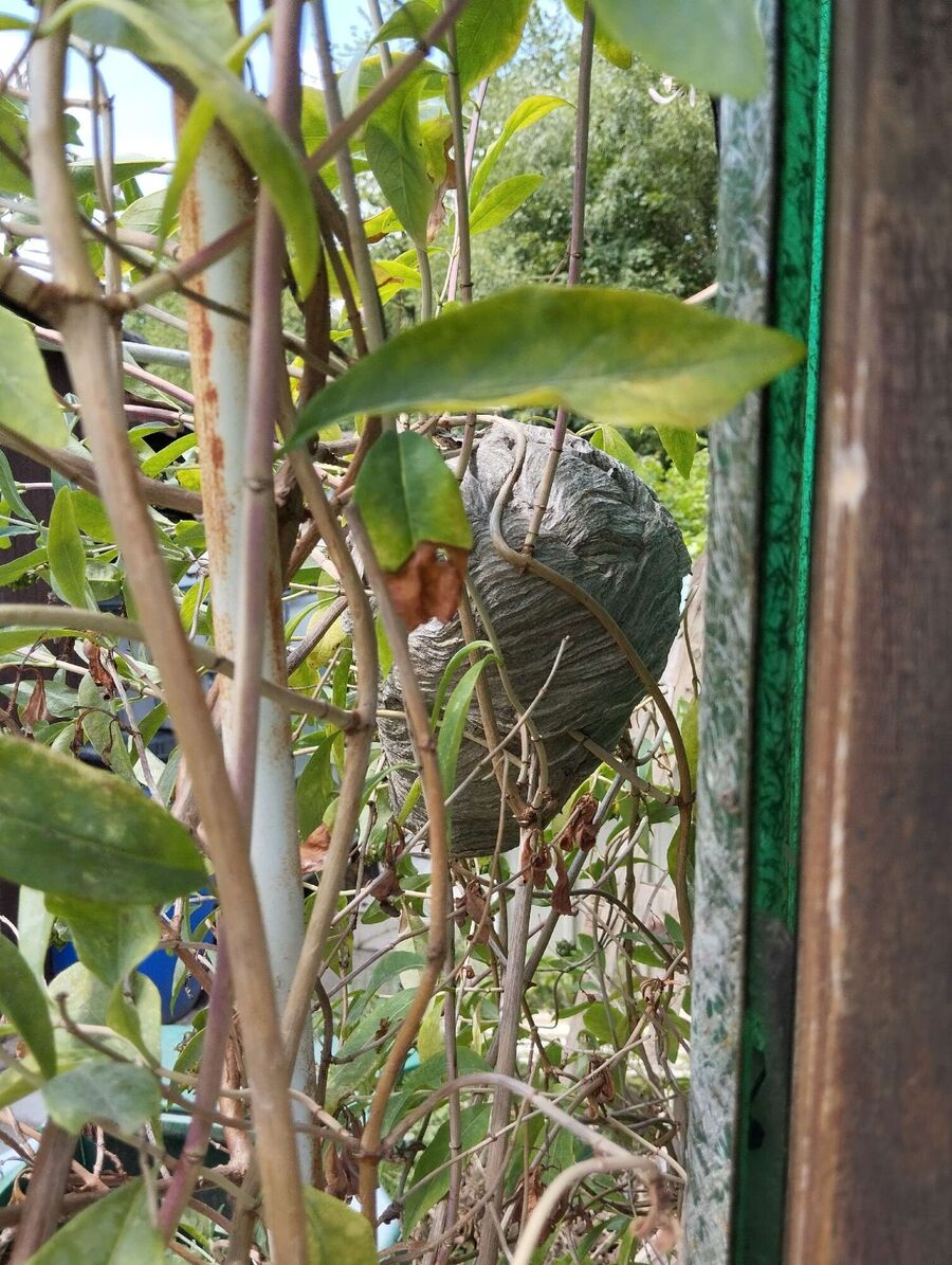  Bienennest entfernen.jpeg