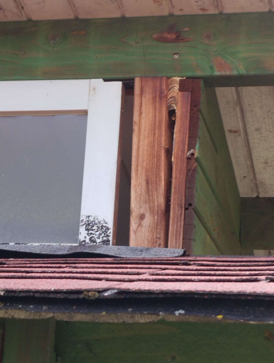  Bienennest entfernen.jpeg