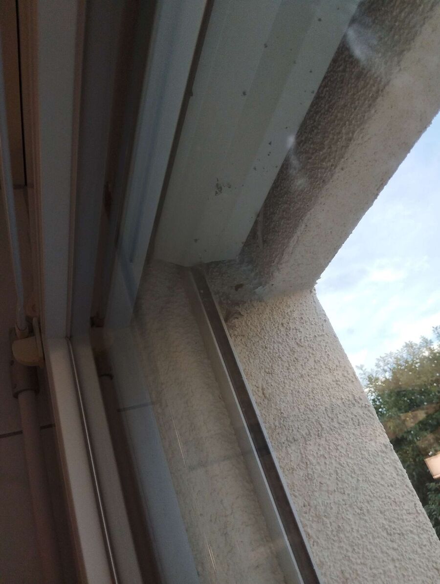  Bienennest entfernen.jpeg