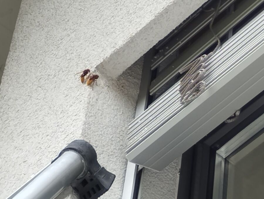 bienennest-am-haus-entfernen.jpg