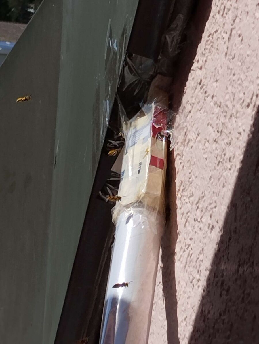 Bienen umsiedeln &  Bienennest entfernen 