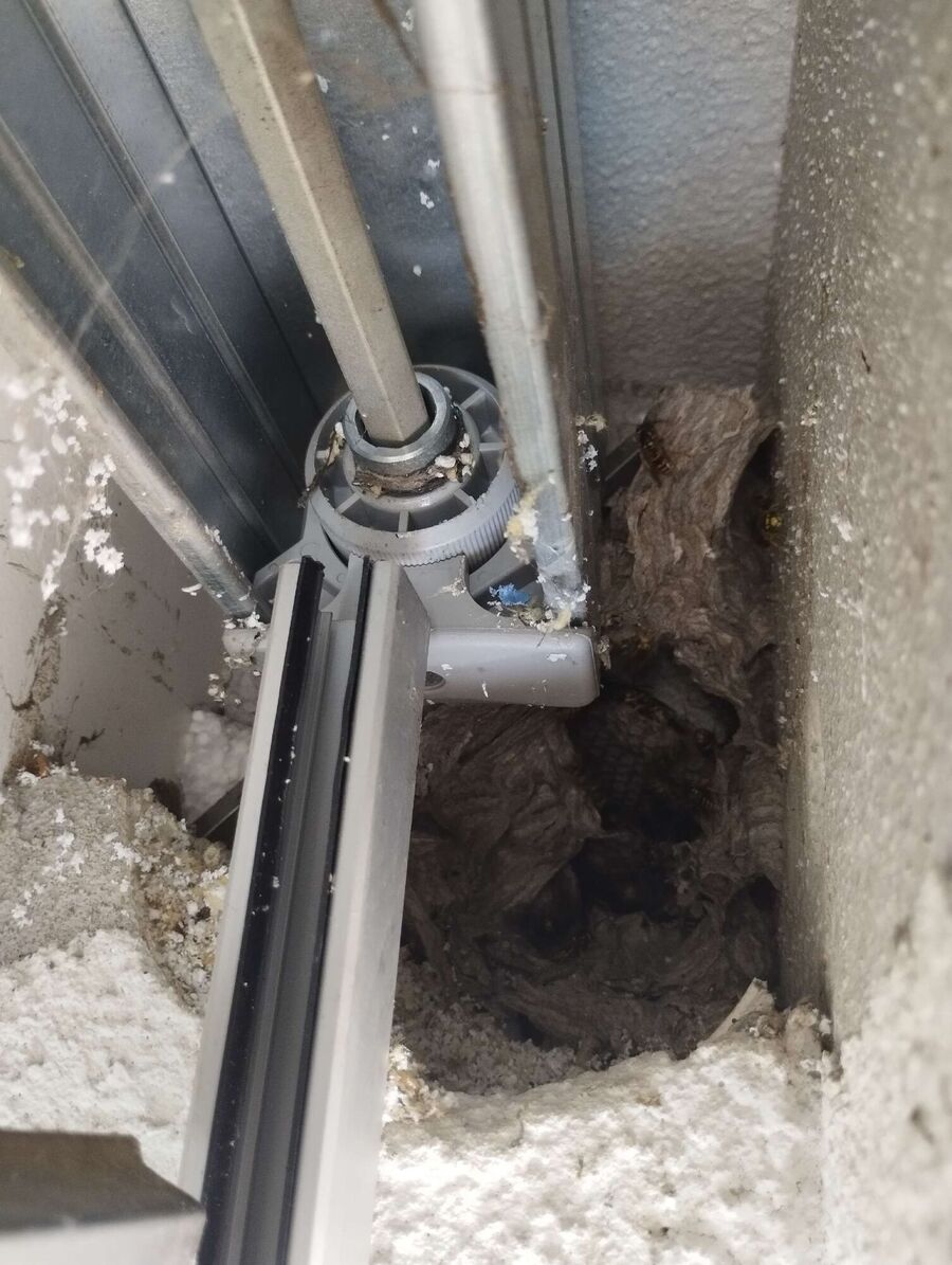  Bienennest entfernen