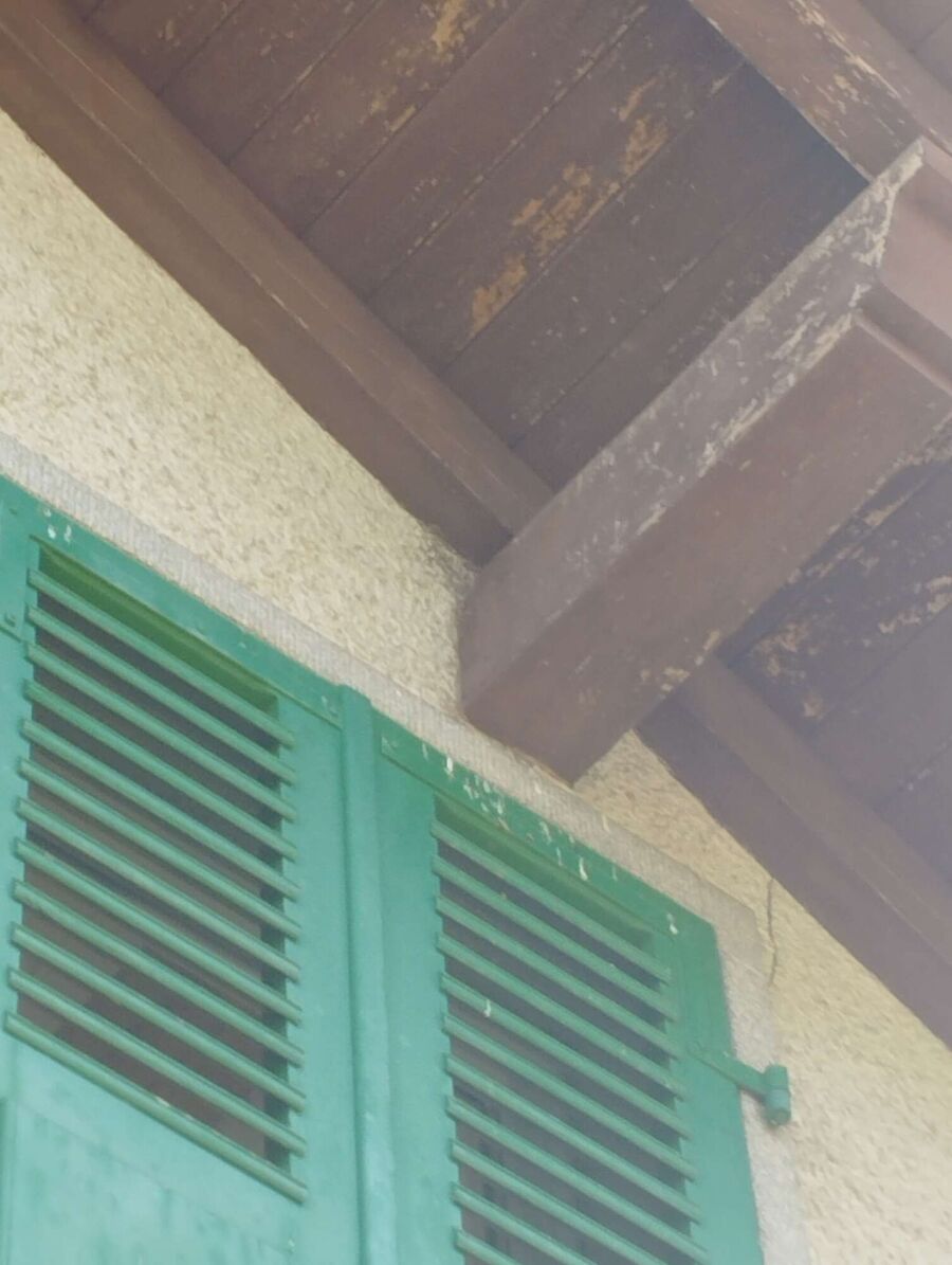 Bienen umsiedeln &  Bienennest entfernen 