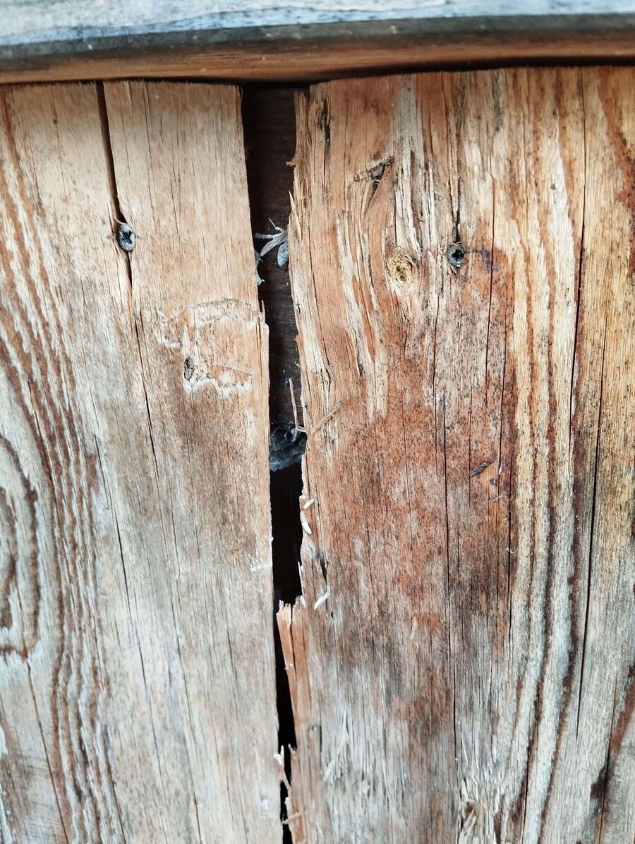 Bienen umsiedeln &  Bienennest entfernen 