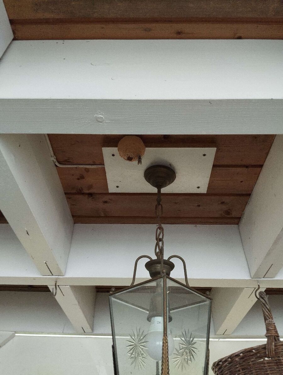  Bienennest entfernen.jpeg