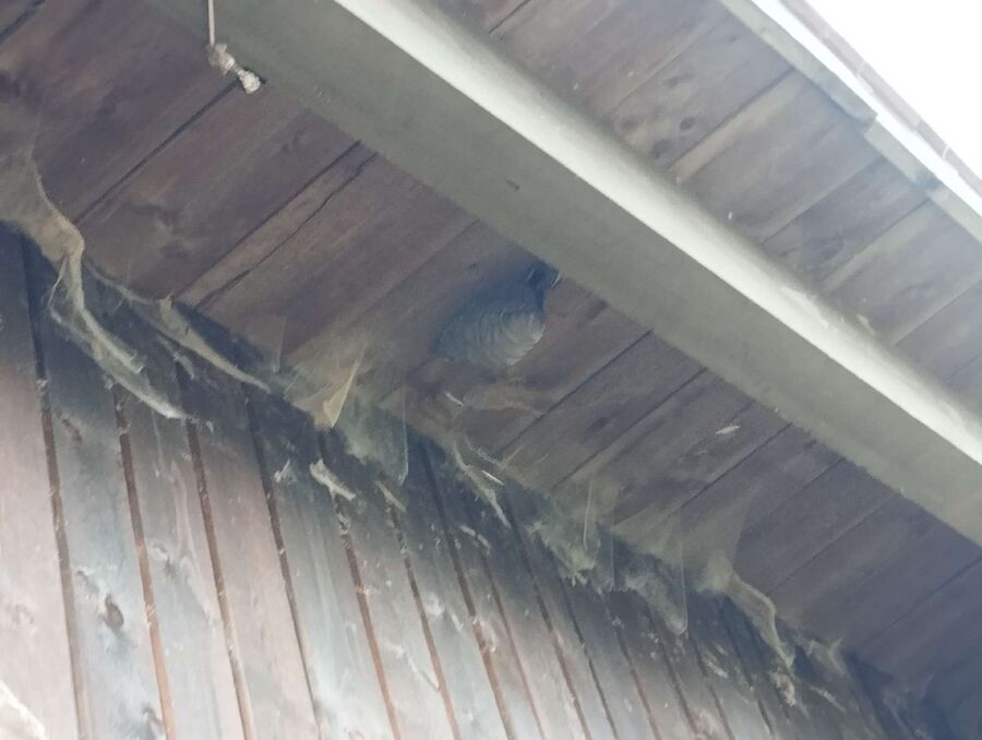  Bienennest entfernen.jpeg