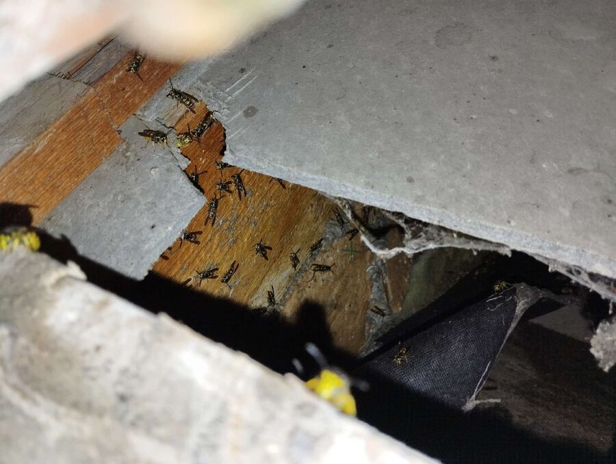  Bienennest entfernen.jpeg