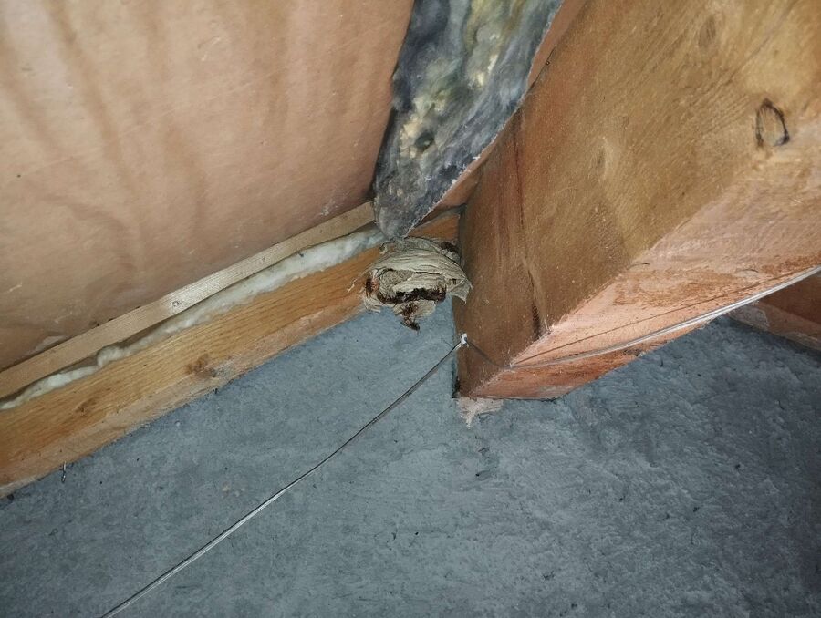 Bienen umsiedeln &  Bienennest entfernen 