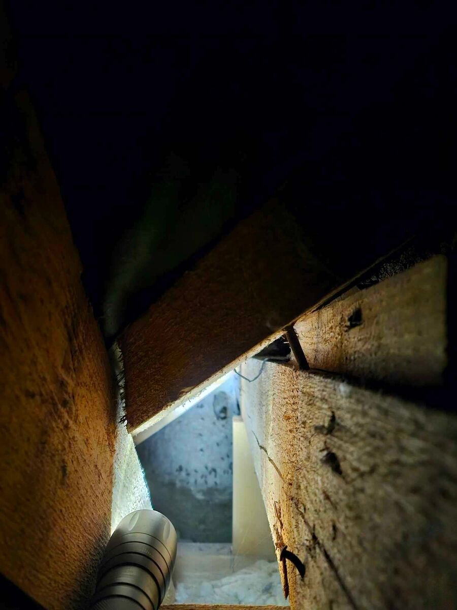  Bienennest entfernen