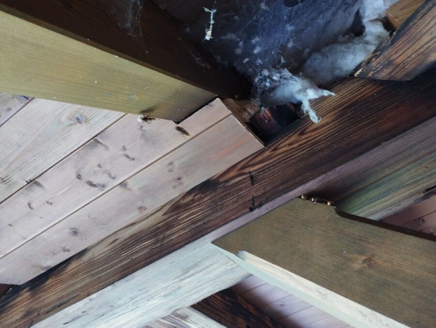  Bienennest entfernen