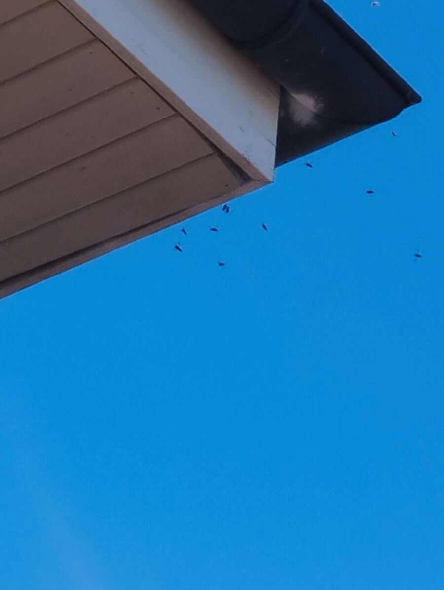  Bienennest entfernen