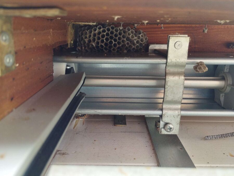 Bienen umsiedeln &  Bienennest entfernen 