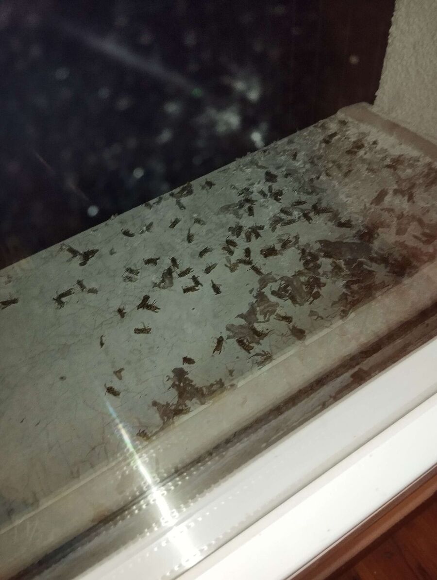  Bienennest entfernen.jpeg