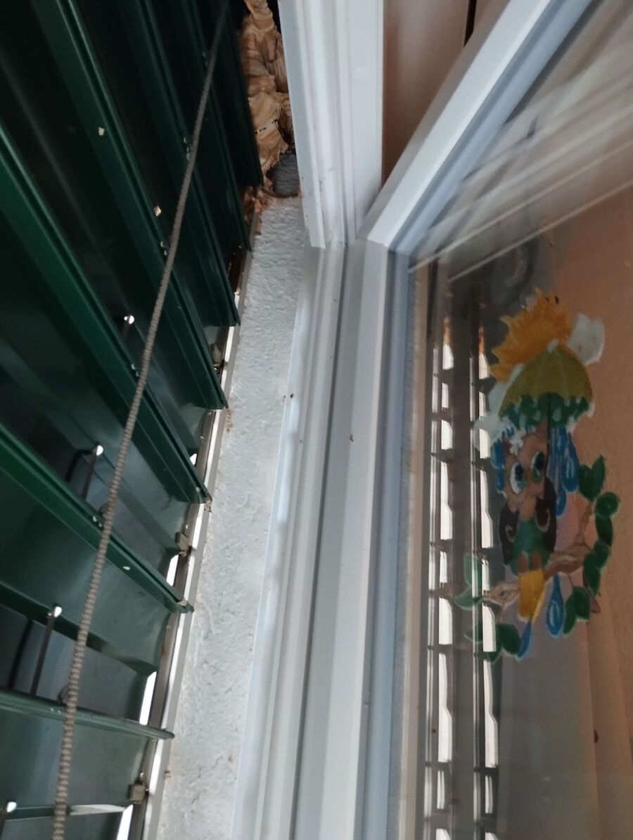 Bienen umsiedeln &  Bienennest entfernen 